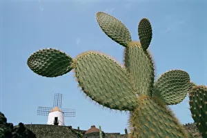 Jardin de Cactus near Guatiza, Lanzarote, Canary Islands, Spain, Europe Jardin de Cactus near Guatiza, Lanzarote, Canary Islands, Spain, Europe