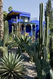 Africa Gallery: Jardin Majorelle