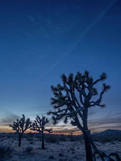 Joshua Tree Gallery: Joshua trees (Yucca brevifolia) at sunset in Joshua Tree National Park, California