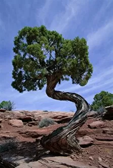 Utah Gallery: Juniper tree with curved trunk