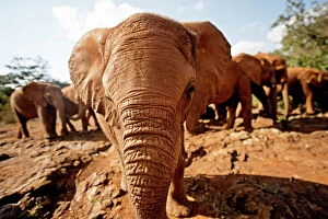 Nairobi Gallery: Juvenile elephants (Loxodonta africana) at the David Sheldrick Elephant Orphanage