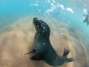 Juvenile Galapagos sea lion (Zalophus wollebaeki) underwater on Rabida Island, Galapagos Juvenile Galapagos sea lion (Zalophus wollebaeki) underwater on Rabida Island, Galapagos