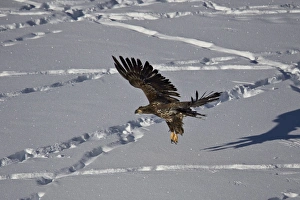 Juvenile golden eagle (Aquila chrysaetos) in flight over snow in the winter, Yellowstone Juvenile golden eagle (Aquila chrysaetos) in flight over snow in the winter, Yellowstone