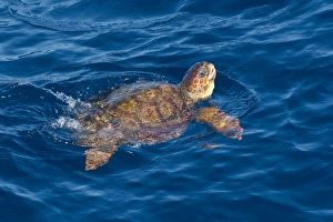 Juvenile loggerhead turtle (Caretta caretta) swimming with head raised above the sea Juvenile loggerhead turtle (Caretta caretta) swimming with head raised above the sea