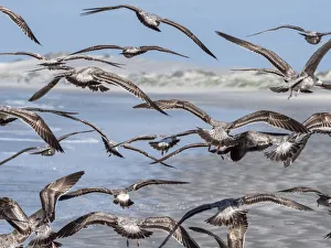 Juvenile western gulls (Larus occidentalis) feeding on tuna crabs, Isla Magdalena Juvenile western gulls (Larus occidentalis) feeding on tuna crabs, Isla Magdalena