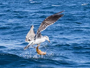 Juvenile yellow-footed gull (Larus livens), eating a goatfish, Isla San Ildefonso Juvenile yellow-footed gull (Larus livens), eating a goatfish, Isla San Ildefonso