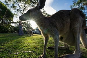 A kangaroo is framed by the setting sun, Australia, Pacific A kangaroo is framed by the setting sun, Australia, Pacific