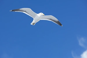 A Kelp gull flying (Larus dominicanus), Sea Lion Island, Falkland Islands A Kelp gull flying (Larus dominicanus), Sea Lion Island, Falkland Islands