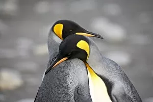 Aptenodytes Patagonica Gallery: King penguin (Aptenodytes patagonica) pair pre-mating behaviour