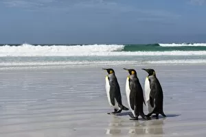 Aptenodytes Patagonica Gallery: Three king penguins (Aptenodytes patagonica) walking on Volunteer Point beach, Falkland Islands