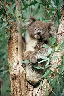 Perch Gallery: Koala bear, Phascolarctos cinereus, among eucalypt leaves, Gorge Wildlife Park