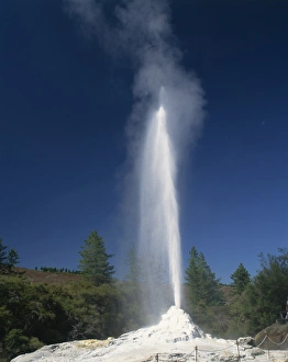 The Lady Knox Geyser in the Waiotapu Thermal Area at Rotorua The Lady Knox Geyser in the Waiotapu Thermal Area at Rotorua