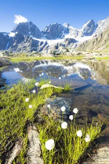 Lake Forbici surrounded by cotton grass in bloom, Valmalenco, Valtellina Lake Forbici surrounded by cotton grass in bloom, Valmalenco, Valtellina