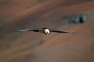 Vulture Gallery: Lammergeier (bearded vulture) (Gypaetus barbatus) in flight