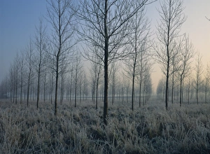 Landscape of trees in a plantation at dawn or dusk, in frost during winter Landscape of trees in a plantation at dawn or dusk, in frost during winter