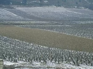 Vine Yard Gallery: Landscape of vineyards in winter with snow near Pommard, in Burgundy, France, Europe