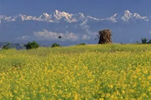Himalaya Gallery: Landscape of yellow flowers of mustard crop and the