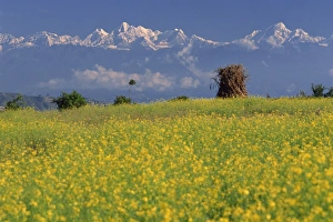 Kathmandu Valley Gallery: Landscape of yellow flowers of mustard crop and the