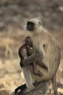 Ranthambhore National Park Gallery: Langur monkey with baby, (Semnopithecus entellus), Ranthambhore National Park