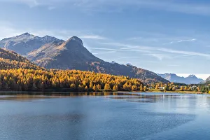 Larch trees on shores of Lake Sils in autumn with Maloja village in background Larch trees on shores of Lake Sils in autumn with Maloja village in background