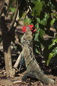 Large Black Ctenosaur or Iguana Negra eating red Hibiscus flower near Nosara, Nicoya Peninsula, Guanacaste Province Large Black Ctenosaur or Iguana Negra eating red Hibiscus flower near Nosara, Nicoya Peninsula, Guanacaste Province