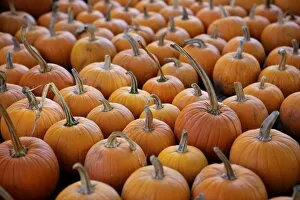 Images Dated 2nd October 2010: Large number of pumpkins for sale on a farm in St. Joseph, Missouri, United States of America
