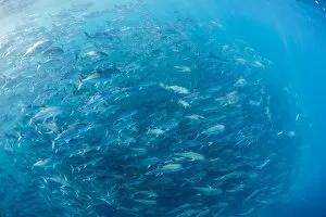 Images Dated 25th December 2015: A large school of bigeye trevally (Caranx sexfasciatus) in deep water near Cabo Pulmo