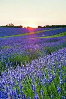 Images Dated 10th August 2012: Lavender field at Snowshill Lavender, The Cotswolds, Gloucestershire, England, United Kingdom