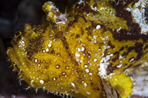 Leaf scorpionfish (Taenianotus triacanthus), Sulawesi, Indonesia, Southeast Asia, Asia Leaf scorpionfish (Taenianotus triacanthus), Sulawesi, Indonesia, Southeast Asia, Asia