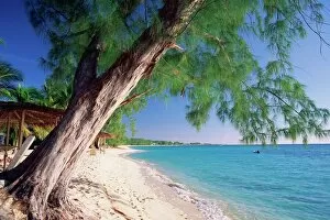 Leaning tree above calm turquoise sea, Seven Mile Beach, Grand Cayman, Cayman Islands
