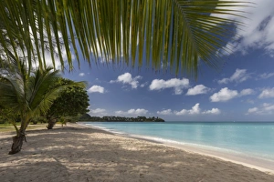 The leaves of the palm trees hide the sky over Valley Church Beach that offers white The leaves of the palm trees hide the sky over Valley Church Beach that offers white