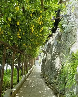 Southern Europe Gallery: Lemon groves