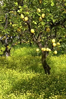 Sorrento Gallery: Lemons growing on trees in grove, Sorrento, Campania, Italy, Europe