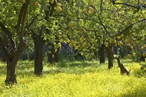 Images Dated 29th April 2010: Lemons growing on trees in grove, Sorrento, Campania, Italy, Europe