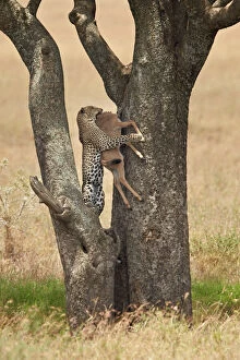 Leopard (Panthera pardus) carrying a days-old blue wildebeest (brindled gnu) (Connochaetes