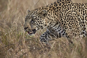 Leopard (Panthera pardus), Kruger National Park, South Africa, Africa Leopard (Panthera pardus), Kruger National Park, South Africa, Africa