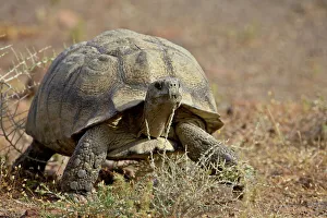 Leopard tortoise (Geochelone pardalis), Karoo National Park, South Africa, Africa Leopard tortoise (Geochelone pardalis), Karoo National Park, South Africa, Africa