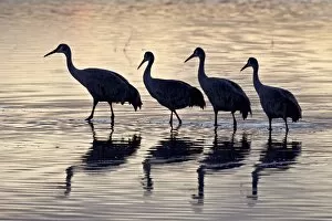 Line of four Sandhill crane (Grus canadensis) in a pond silhouetted at sunset
