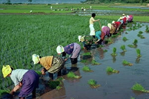 Bending Gallery: Line of women planting rice in flooded paddy fields on Wando Island