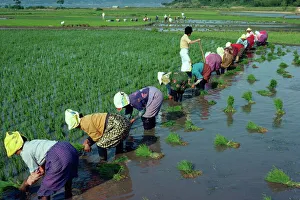 Line of women planting rice in flooded paddy fields on Wando Island Line of women planting rice in flooded paddy fields on Wando Island