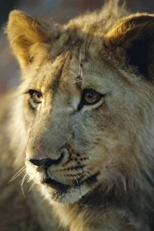 Rhodesia Collection: Lion cub, Lion Park resort, Gueru, Zimbabwe