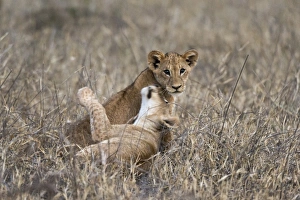 Two lion cubs (Panthera leo) playing in the tall grass, Tsavo, Kenya, East Africa, Africa Two lion cubs (Panthera leo) playing in the tall grass, Tsavo, Kenya, East Africa, Africa