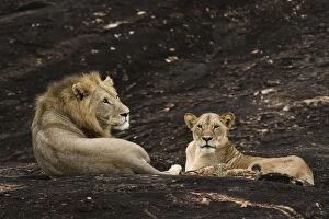Lion Rock Gallery: A lion pair (Panthera leo) on a kopje known as Lion Rock in Lualenyi reserve, Tsavo