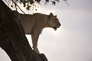 Lion (Panthera leo) on acacia tree, Masai Mara National Reserve, Kenya, East Africa, Africa Lion (Panthera leo) on acacia tree, Masai Mara National Reserve, Kenya, East Africa, Africa