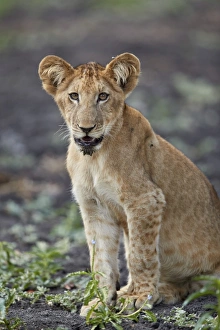 Lion (Panthera leo) cub, Selous Game Reserve, Tanzania, East Africa, Africa Lion (Panthera leo) cub, Selous Game Reserve, Tanzania, East Africa, Africa