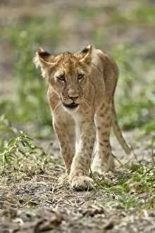 Selous Game Reserve Collection: Lion (Panthera leo) cub, Selous Game Reserve, Tanzania, East Africa, Africa