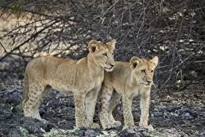 Two lion (Panthera leo) cubs, Selous Game Reserve, Tanzania, East Africa, Africa