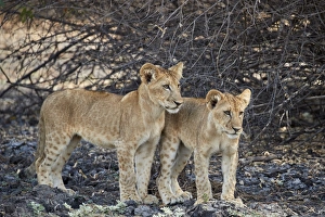Two lion (Panthera leo) cubs, Selous Game Reserve, Tanzania, East Africa, Africa Two lion (Panthera leo) cubs, Selous Game Reserve, Tanzania, East Africa, Africa