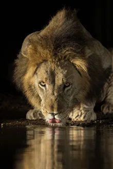 Lion (Panthera leo) drinking at night, Zimanga private game reserve, KwaZulu-Natal Lion (Panthera leo) drinking at night, Zimanga private game reserve, KwaZulu-Natal