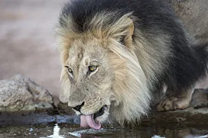 Lion (Panthera leo) male drinking, Kgalagadi Transfrontier Park, South Africa, Africa Lion (Panthera leo) male drinking, Kgalagadi Transfrontier Park, South Africa, Africa